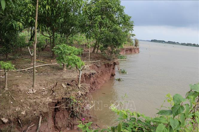 Sạt lở khiến vườn cây ăn trái của người dân sống dọc sông Tiền bị cuốn trôi theo dòng nước. Ảnh: Hữu Chí - TTXVN