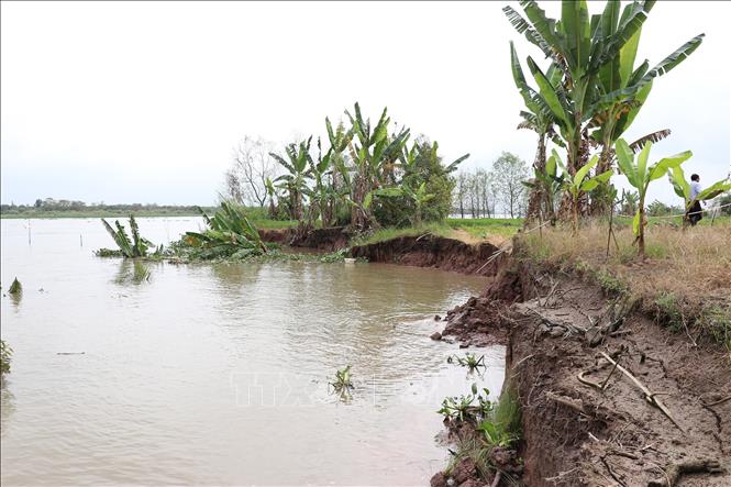 Bờ sông Tiền trên địa bàn ấp An Bình, xã Mỹ An Hưng thường xuyên xảy ra sạt lở, gây nguy hiểm cho người dân. Ảnh: Hữu Chí - TTXVN