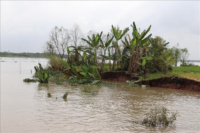 Một điểm sạt lở dọc sông Tiền có nguy cơ tiếp tục lấn sâu vào bờ. Ảnh: Hữu Chí - TTXVN