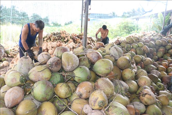 Công đoạn lột vỏ dừa ở xã Bình Ninh, tỉnh Đồng Tháp. Ảnh: Công Trí - TTXVN