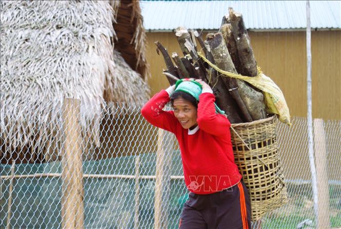 A Dan Lai woman carries dry firewood home for cooking fuel. VNA Photo: Xuân Tiến
