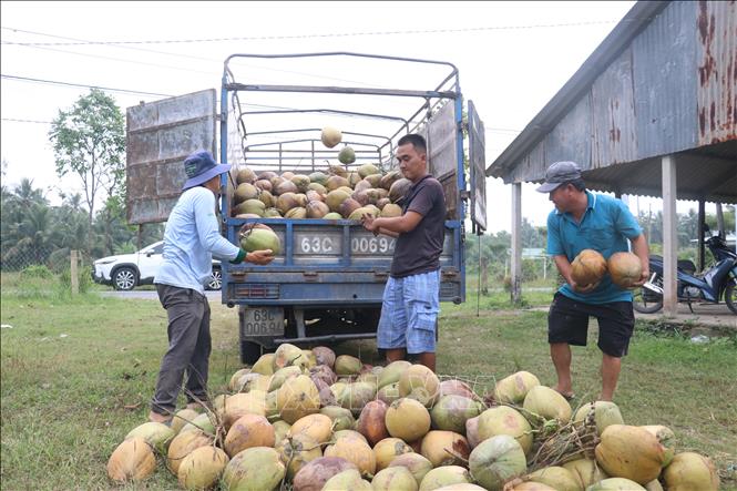 Vận chuyển dừa đi tiêu thụ ở xã Bình Ninh (Đồng Tháp). Ảnh: Công Trí - TTXVN