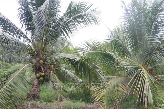 Vườn dừa ở xã Bình Ninh, tỉnh Đồng Tháp. Ảnh: Công Trí - TTXVN