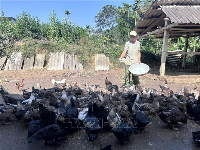Sau gần 4 tháng nuôi, gia đình ông Lang Văn Hạnh, bản Tà Lạnh, xã Quỳ Châu chuẩn bị xuất bán đàn vịt bầu gần 100 con vào dịp Tết. Ảnh: Bích Huệ - TTXVN