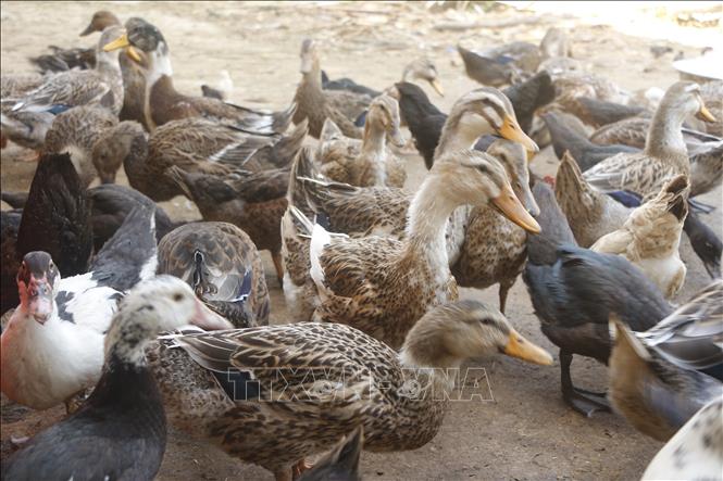 Để vịt bầu Quỳ thực sự trở thành sinh kế bền vững, Nghệ An không chỉ dừng lại ở việc bảo tồn nguồn gen mà còn đẩy mạnh thương mại hóa. Ảnh: Bích Huệ - TTXVN