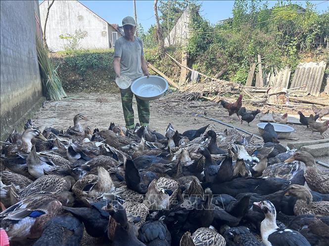 Hiện nay, sản phẩm vịt bầu Quỳ đã được công nhận là sản phẩm OCOP đạt hạng 3-4 sao tại nhiều địa phương, điều này giúp nâng cao giá trị và uy tín trên thị trường. Ảnh: Bích Huệ - TTXVN