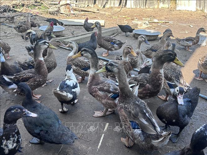 Sản phẩm Vịt bầu Quỳ là một trong những mũi nhọn để khôi phục, phát triển kinh tế, cung ứng sản phẩm thịt cho các làng du lịch cộng đồng, du lịch sinh thái, du lịch trải nghiệm. Ảnh: Bích Huệ - TTXVN