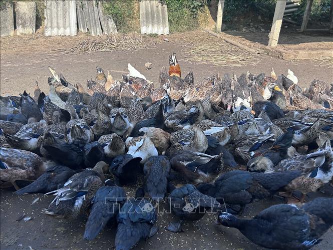 Sản phẩm Vịt bầu Quỳ cung ứng thịt cho các làng du lịch.  Ảnh: Bích Huệ - TTXVN