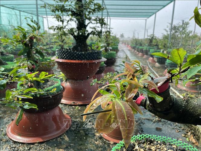 Một vườn mai bonsai tại xã Tân Tây được lắp hệ thống tưới nước tự động. Ảnh: Đức Hạnh - TTXVN 