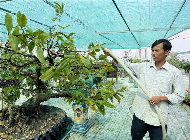 Anh Nguyễn Tấn Được chăm sóc vườn mai bonsai của mình. Ảnh: Đức Hạnh - TTXVN 