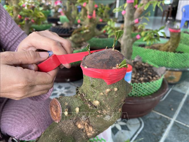 Công đoạn ghép để cho ra cây mai vàng gốc to, đẹp, hoa nhiều cánh. Ảnh: Đức Hạnh - TTXVN 