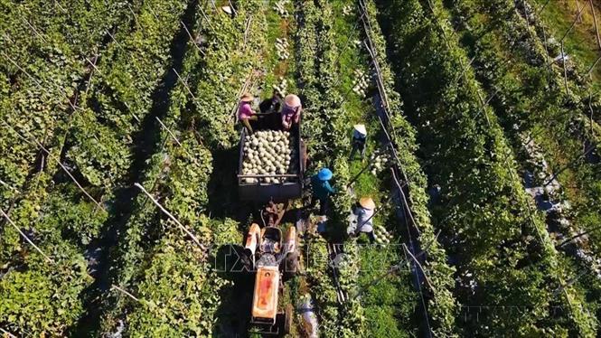 Xây dựng “Cánh đồng mẫu lớn” là một giải pháp quan trọng, lâu dài, góp phần tái cơ cấu ngành nông nghiệp. Trong ảnh: Nông dân xã Ba Gia, tỉnh Quảng Ngãi thu hoạch dưa được trồng theo tiêu chuẩn nông nghiệp sạch. Đây là xu hướng sản xuất nông nghiệp công nghệ cao, nông nghiệp sạch đang được nhiều nông dân lựa chọn. Ảnh: Hải Âu-TTXVN

