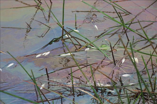 Váng dầu tràn ra ruộng sản xuất lúa của người dân xã Vạn Tường gây hiện tượng cá chết. Ảnh: Phạm Cường-TTXVN