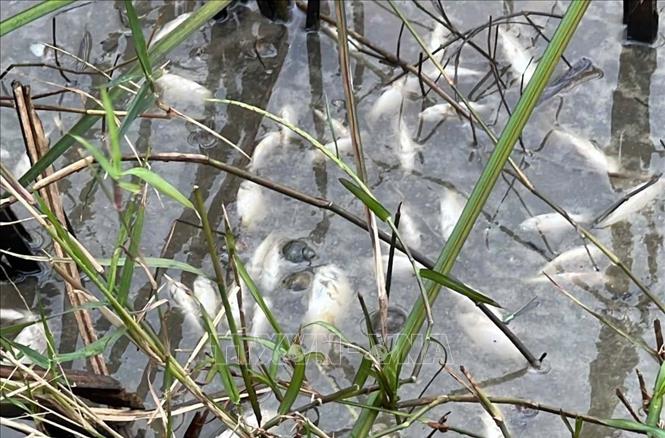 Dầu tràn ra ruộng sản xuất lúa của người dân xã Vạn Tường gây hiện tượng cá chết hàng loạt. Ảnh: Phạm Cường-TTXVN