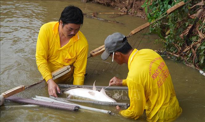 Kiểm tra “độ chín” của trứng cá để thực hiện các quy trình tiếp theo trong nghề sản xuất cá tra bột và cá tra giống. Ảnh: Nhựt An - TTXVN