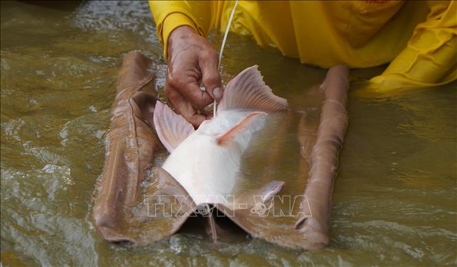 Công nhân phụ trách kỹ thuật kiểm tra “độ chín” của trứng cá tra. Ảnh: Nhựt An - TTXVN