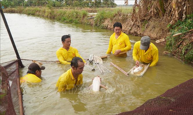 Công nhân của Cơ sở sản xuất cá tra bột Nhật Trường ở ấp Phú Lợi A, xã Long Phú Thuận “khám” cá tra đang mang trứng. Ảnh: Nhựt An - TTXVN
