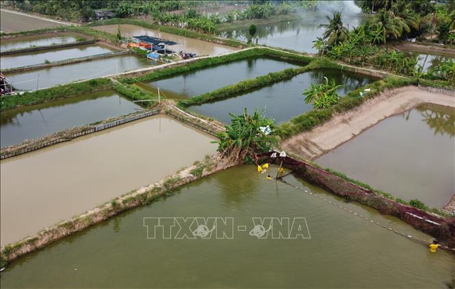 Khu vực ao nuôi của Cơ sở sản xuất cá tra bột Nhật Trường ở ấp Phú Lợi A, xã Long Phú Thuận (tỉnh Đồng Tháp). Ảnh: Nhựt An - TTXVN