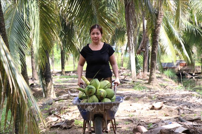 Harvesting coconuts at Long Duc ward, Vinh Long province. VNA Photo: Thanh Hòa