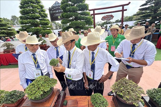 Ban Giám khảo Hội thi Bonsai mở rộng Đồng bằng sông Cửu Long chấm điểm các tác phẩm. Ảnh: Hồng Nhung - TTXVN