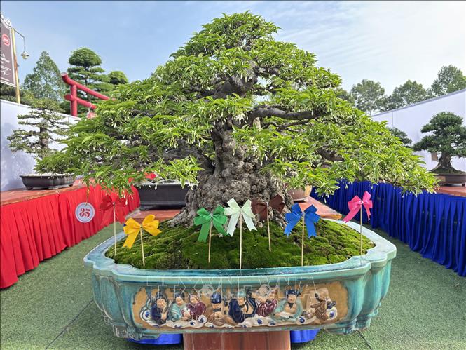 Tác phẩm bonsai đạt số cờ tối đa trong cuộc thi. Ảnh: Hồng Nhung - TTXVN