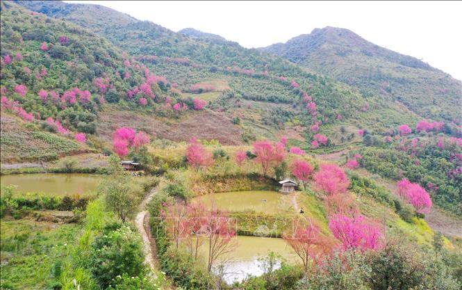 The pink blossoms of the to day tree interspersed with the green of the mountains and forests create a scenery that is both majestic and poetic. VNA Photo: Tuấn Anh