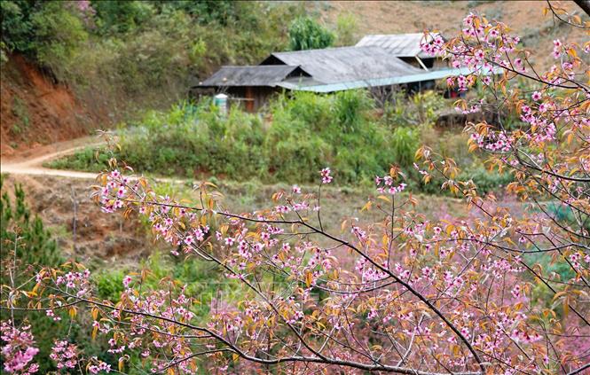 To Day, a simple and pure flower, has become a highlight for highland tourism, opening up opportunities for economic development and preserving local identity. VNA Photo: Tuấn Anh