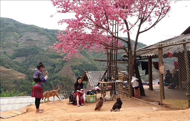 To Day trees are grown around the house of local people in Mu Cang Chai mountainous region. VNA Photo: Tuấn Anh