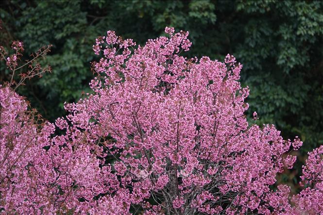 Pink petals of To Day flowers flutter in the winter winds. VNA Photo: Tuấn Anh