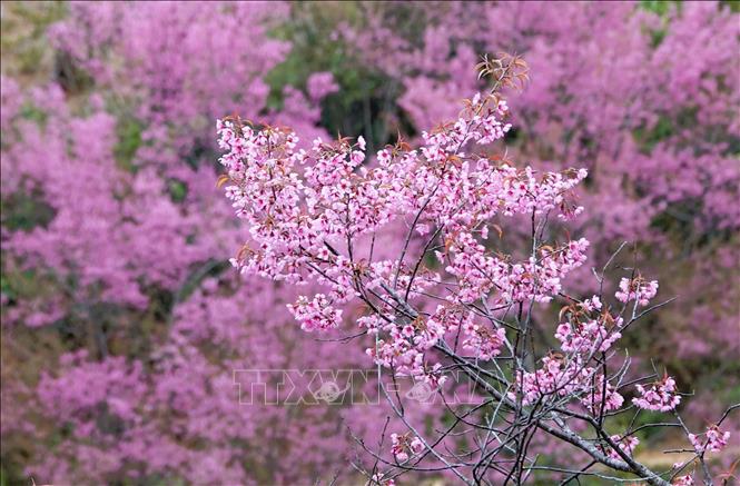 Clusters of To Day flowers display their vibrant pink hues, attracting tourists to the highlands of Mu Cang Chai. VNA Photo: Tuấn Anh