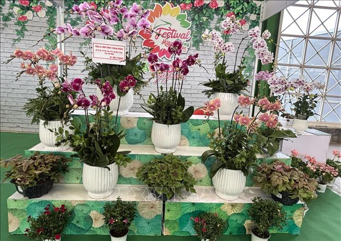 Các sản phẩm hoa sản xuất theo công nghệ cao của Hiệp hội i khao Đà Lạt. Ảnh: Hồng Nhung - TTXVN 