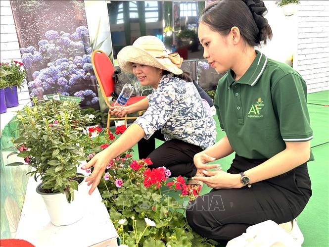 Khách hàng tìm mua hoa kiểng tại buổi kết nối giao thương hoa kiểng Đồng Tháp . Ảnh: Hồng Nhung - TTXVN