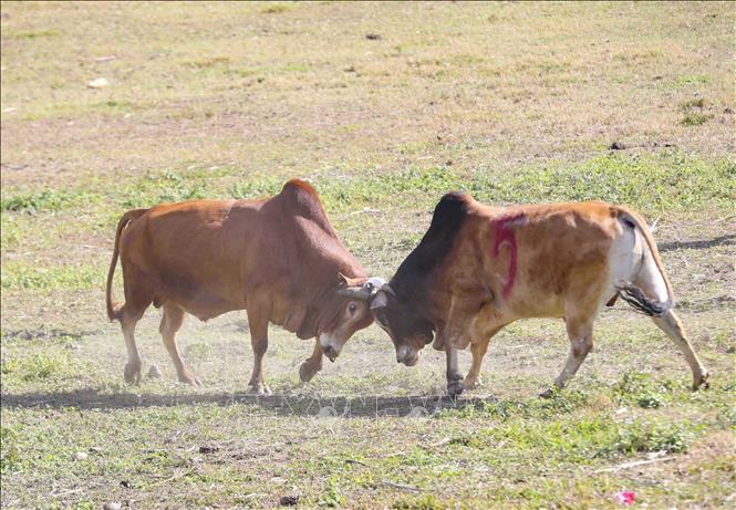 A bull fight at the festival. VNA Photo: Xuân Tư