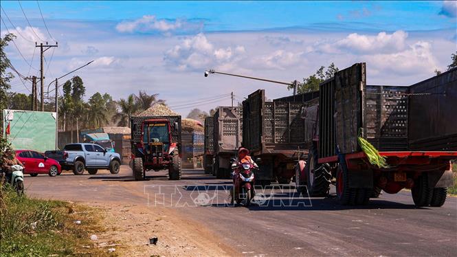 Xe công nông xếp hàng chờ bốc dỡ, sang tải sắn lát để đưa về nhà máy sản xuất tinh bột sắn. Ảnh: Minh Phú – TTXVN