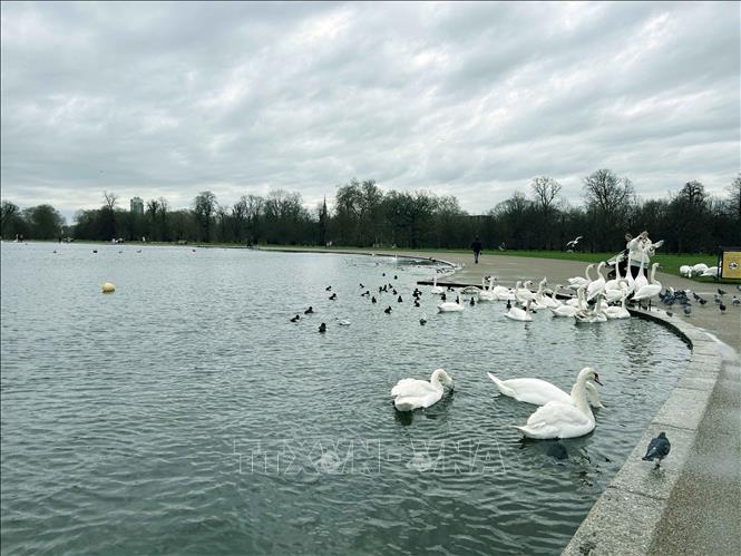 Các loài chim hoang dã tại trong công viên Hyde Park (Anh). Ảnh: Phong Hà - PV TTXVN tại Anh