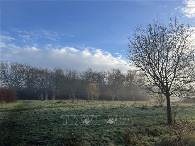 Cỏ cây phủ sương giá mờ ảo ở ngoại ô London (Anh). Ảnh: Phong Hà - PV TTXVN tại Anh