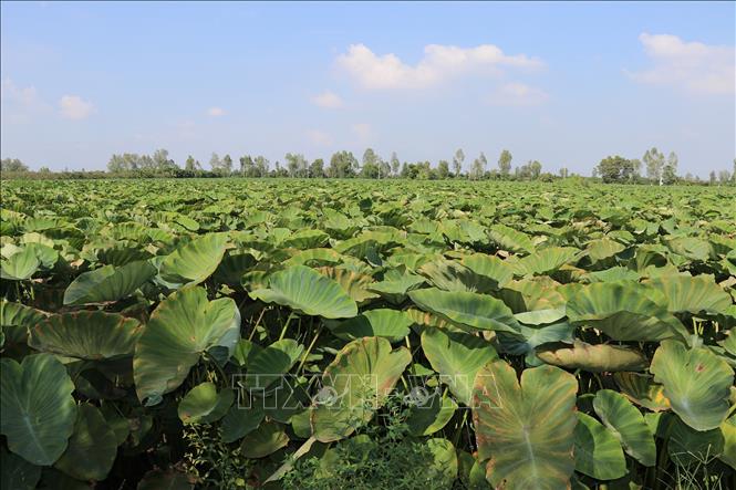 Ruộng khoai môn chuẩn bị cho thu hoạch. Ảnh: Hữu Chí - TTXVN