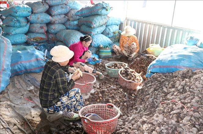 Sơ chế khoai môn trước khi mang đi tiêu thụ. Ảnh: Hữu Chí - TTXVN