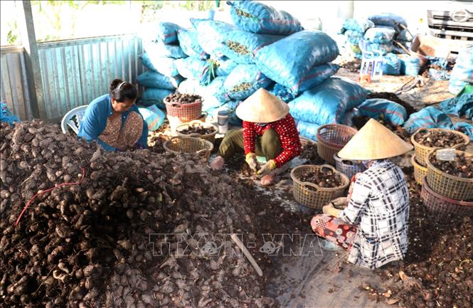 Phân loại khoai môn tại một vựa thu mua ở xã Mỹ An Hưng, tỉnh Đồng Tháp. Ảnh: Hữu Chí - TTXVN