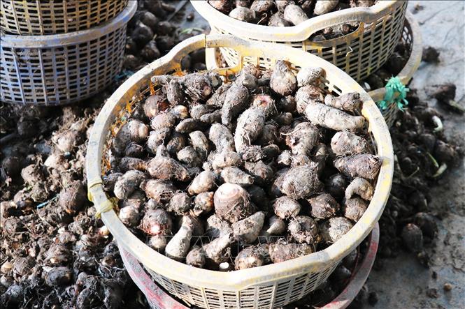 Khoai môn được xem là một trong những cây trồng chủ lực ở xã Mỹ An Hưng cùng các xã lân cận của tỉnh Đồng Tháp. Ảnh: Hữu Chí - TTXVN