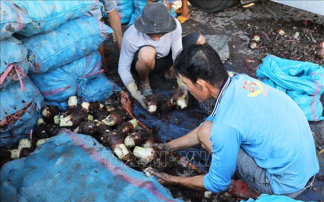 Phân loại khoai môn tại vựa thu mua. Ảnh: Hữu Chí - TTXVN