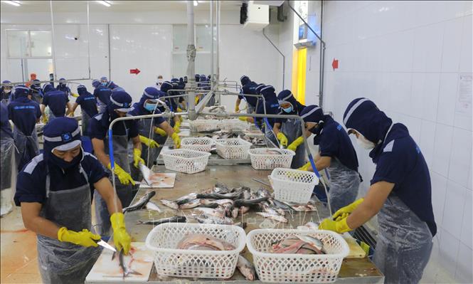 Processing tra fish for export at the Cuu Long Fish Import-Export Corporation in Long Xuyen ward, the Mekong Delta province of An Giang. VNA Photo: Công Mạo