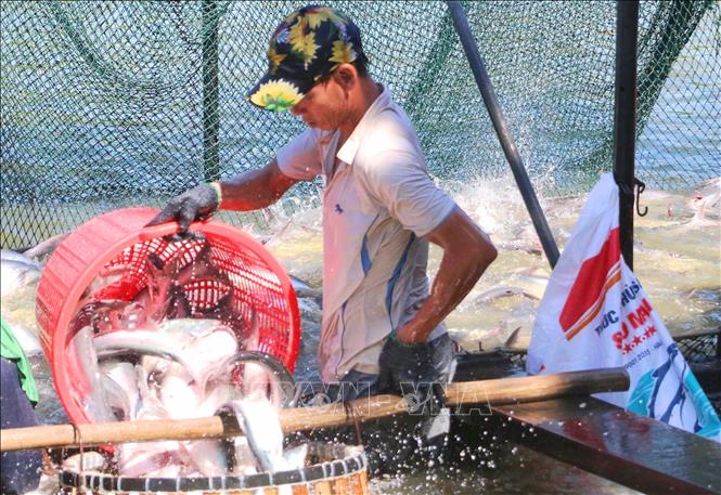 Harvesting tra fishes in the Mekong Delta province of An Giang. VNA Photo: Công Mạo