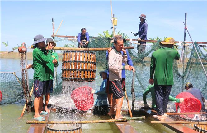 Harvesting tra fishes in the Mekong Delta province of An Giang. VNA Photo: Công Mạo