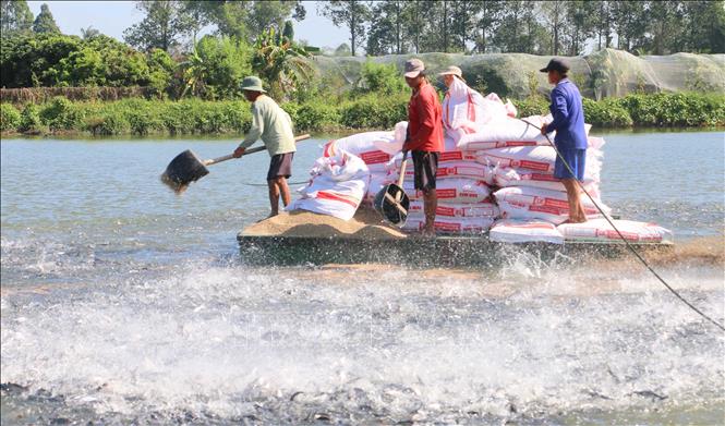 A tra fish farming area in the Mekong Delta province of An Giang. VNA Photo: Công Mạo
