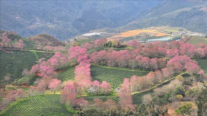 Cherry blossoms bloom on mountains in Sa Pa, the northern province of Lao Cai. VNA Photo