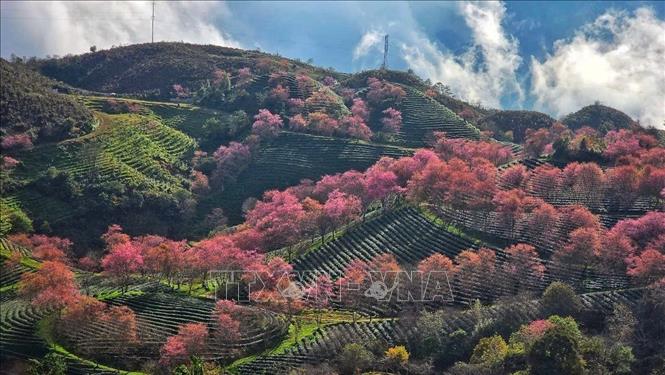 Cherry blossoms bloom on mountains in Sa Pa, the northern province of Lao Cai. VNA Photo