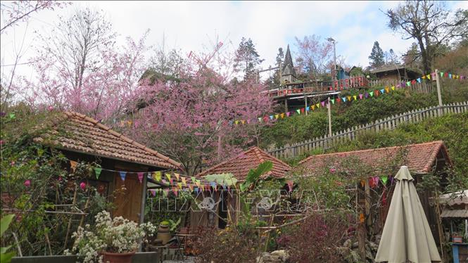 Cherry blossoms bloom in Sa Pa, the northern province of Lao Cai. VNA Photo