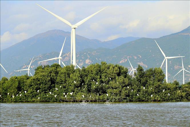 Cò trắng sinh sống tại Rừng ngập mặn Đầm Nại (xã Ninh Hải, Khánh Hòa). Ảnh: Nguyễn Thành – TTXVN