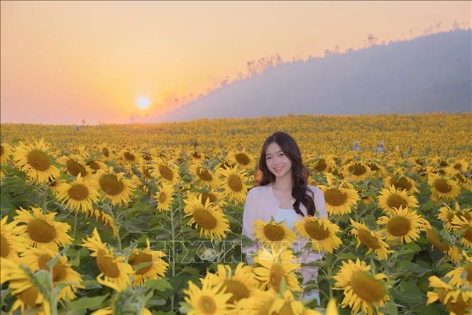 Đồi hoa Hướng Dương của Tập đoàn TH bắt đầu khoe sắc từ ngày 8/12/2025 và dự kiến kéo dài đến khoảng 9/2/2026 (gần 22 tháng Chạp năm Ất Tỵ), giúp du khách có thêm thời gian thưởng ngoạn sắc vàng rực rỡ. Ảnh: TTXVN phát